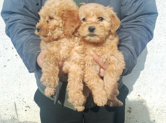 0 Numara Maltipoo Samsun görsel