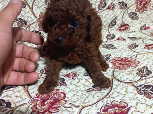 Teacup En Koyu Renkte Erkek Kore Poodle Yavrular