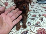 Teacup En Koyu Renkte Erkek Kore Poodle Yavrular