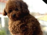 Sevimli Poodle Yaprular