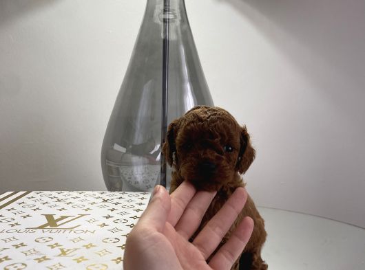 Redbrown Erkek Teacup görsel