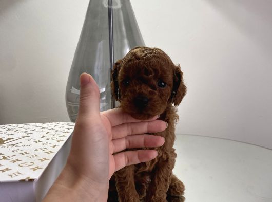 Redbrown Erkek Teacup