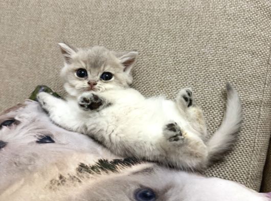 Ay11 Dünya Güzeli görsel