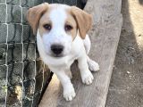 Ücretsiz Safkan Sibirya Kurdu Ve Yavrularına Acil Yuva Arıyoruz
