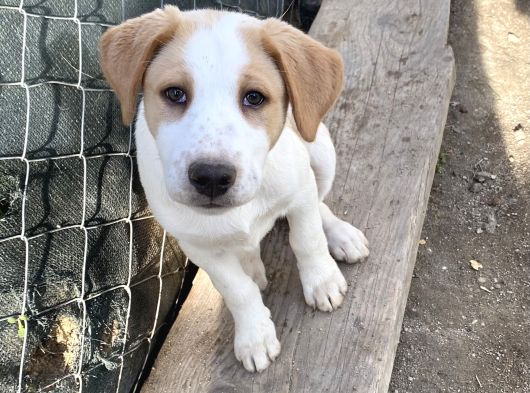 Ücretsiz Safkan Sibirya Kurdu Ve Yavrularına Acil Yuva Arıyoruz görsel