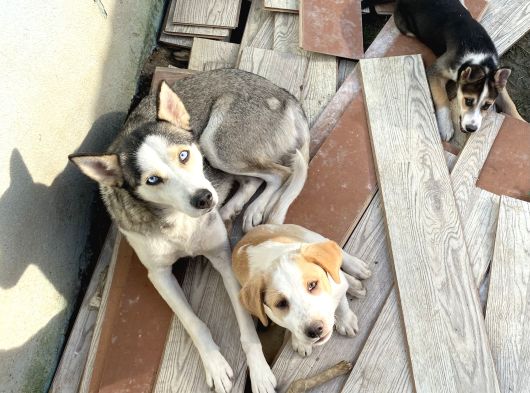 Ücretsiz Safkan Sibirya Kurdu Ve Yavrularına Acil Yuva Arıyoruz