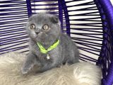 Scottish Fold Blue Yavrular Dişi Ve Erkek