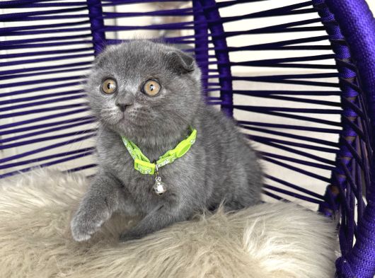 Scottish Fold Blue Yavrular Dişi Ve Erkek görsel