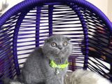 Scottish Fold Blue Yavrular Dişi Ve Erkek