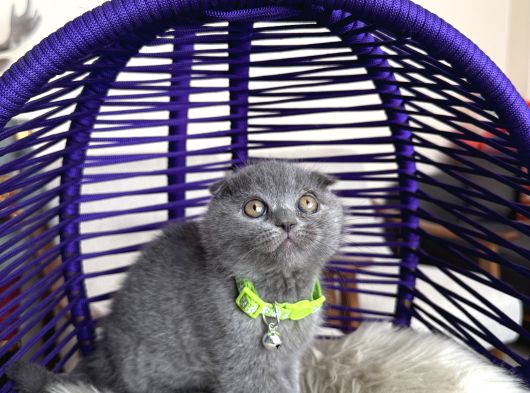 Scottish Fold Blue Yavrular Dişi Ve Erkek görsel