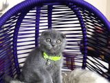 Scottish Fold Blue Yavrular Dişi Ve Erkek