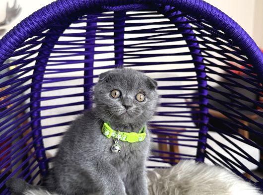 Scottish Fold Blue Yavrular Dişi Ve Erkek görsel