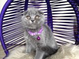 Scottish Fold Blue Yavrular Dişi Ve Erkek