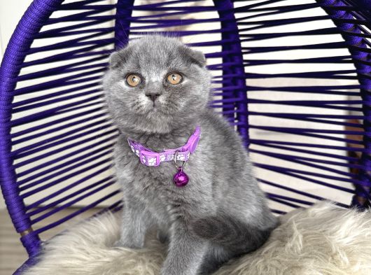 Scottish Fold Blue Yavrular Dişi Ve Erkek görsel