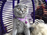 Scottish fold blue yavrular dişi ve erkek