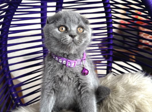 Scottish Fold Blue Yavrular Dişi Ve Erkek