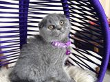 Scottish Fold Blue Yavrular Dişi Ve Erkek