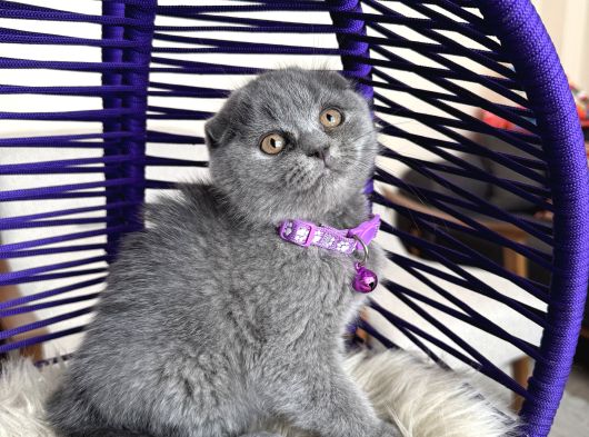 Scottish Fold Blue Yavrular Dişi Ve Erkek görsel