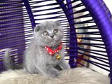 Scottish Fold Blue Yavrular Dişi Ve Erkek