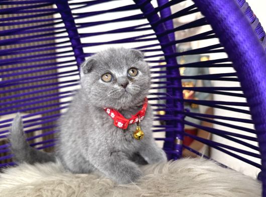 Scottish Fold Blue Yavrular Dişi Ve Erkek görsel