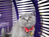 Scottish Fold Blue Yavrular Dişi Ve Erkek