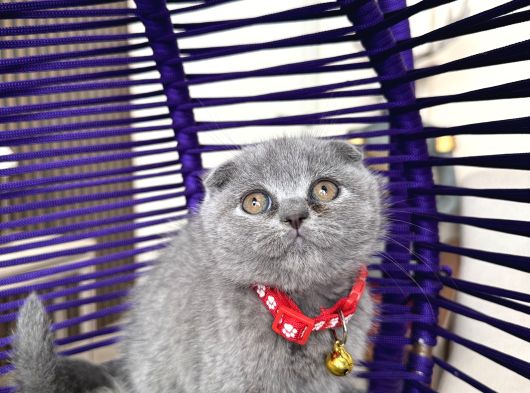 Scottish Fold Blue Yavrular Dişi Ve Erkek görsel