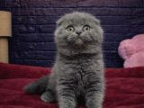 Scottish Fold Yavrulari Vonalp Pet Garantisiyle