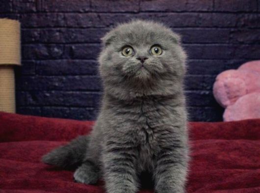 Scottish Fold Yavrulari Vonalp Pet Garantisiyle görsel