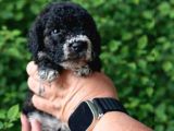 Multi Color Poodle
