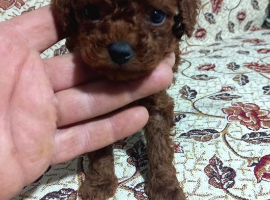 Teacup En Koyu Renkte Erkek Kore Poodle Yavrular görsel