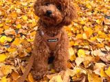 Aşıları Tam Teslime Hazır Orjinal ToyPoodle
