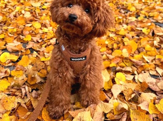 Aşıları Tam Teslime Hazır Orjinal Toypoodle