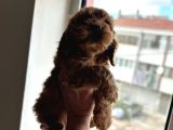 Poodle Ayarinda Maltipo Yavrular