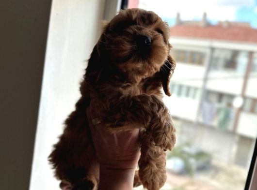 Poodle Ayarinda Maltipo Yavrular görsel