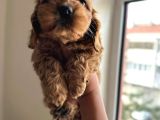 Poodle Ayarinda Maltipo Yavrular