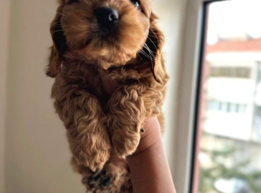 Poodle Ayarinda Maltipo Yavrular görsel