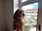Poodle Ayarinda Maltipo Yavrular