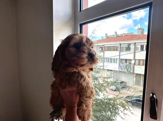 Poodle Ayarinda Maltipo Yavrular görsel