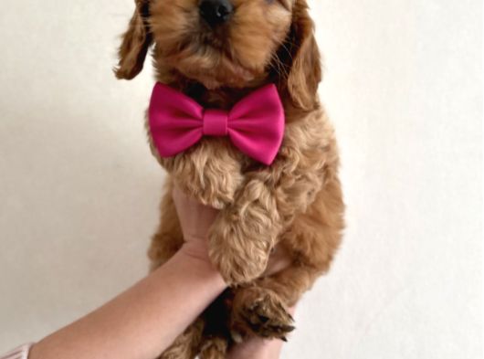 Poodle Ayarinda Maltipo Yavrular