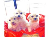 A Kalite Maltipoo Bebeklerimiz