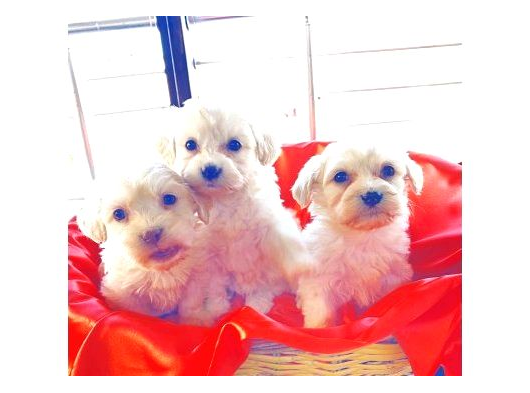 A Kalite Maltipoo Bebeklerimiz görsel
