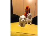 Maltipoo Bebeklerimiz Topaç Gibi