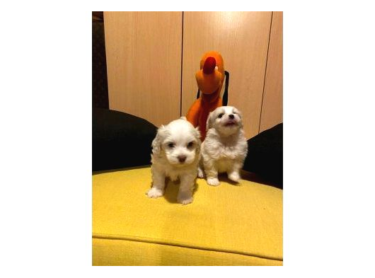 Maltipoo Bebeklerimiz Topaç Gibi görsel
