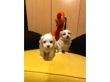 Maltipoo bebeklerimiz topaç gibi