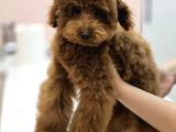 Teddy Face Red Toy Poodle Yavrularımız