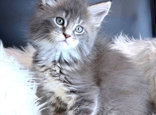 Maine Coon Safkan Piyasadakilerle Karıştırmayınız görsel