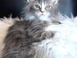 Maine Coon Safkan Piyasadakilerle Karıştırmayınız