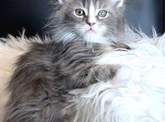 Maine Coon Safkan Piyasadakilerle Karıştırmayınız görsel