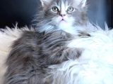 Maine Coon Safkan Piyasadakilerle Karıştırmayınız