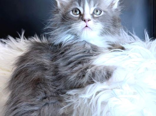 Maine Coon Safkan Piyasadakilerle Karıştırmayınız görsel